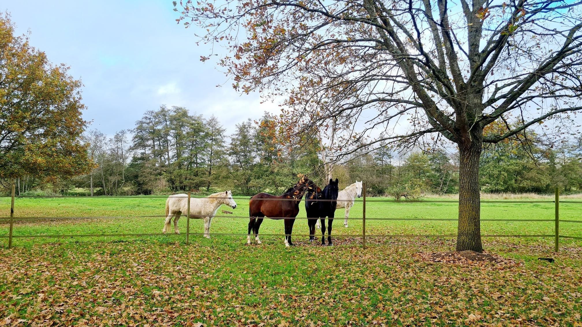maison 10 Pièces en vente sur CAMBREMER (14340)